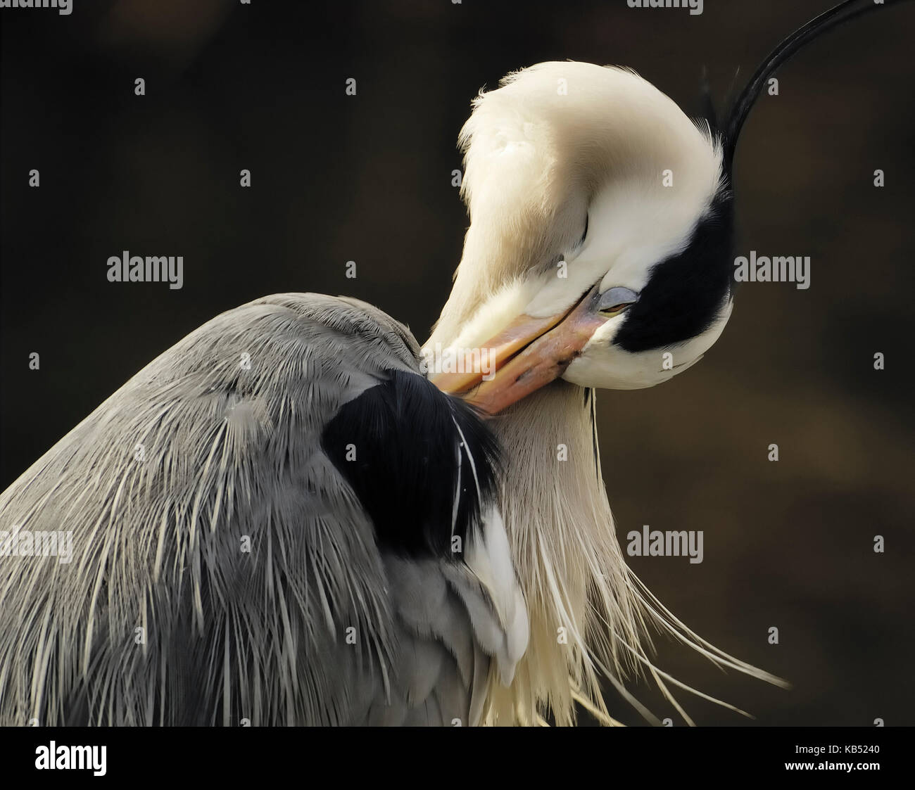 Grey Heron (Ardea cinerea) preening, Artis Zoo, Amsterdam, The Netherlands Stock Photo