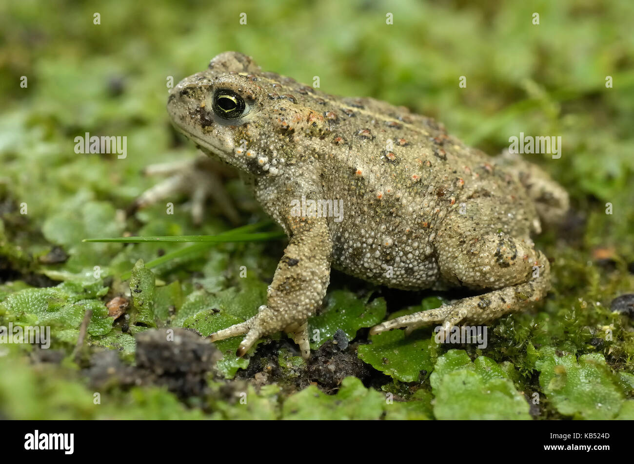 Natterjack Toad (Epidalea calamita) subadult, Noordwijkerhout, The Netherlands Stock Photo