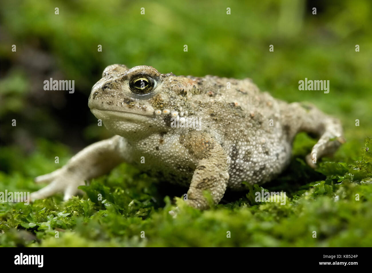 Natterjack Toad (Epidalea calamita) subadult, Noordwijkerhout, The Netherlands Stock Photo