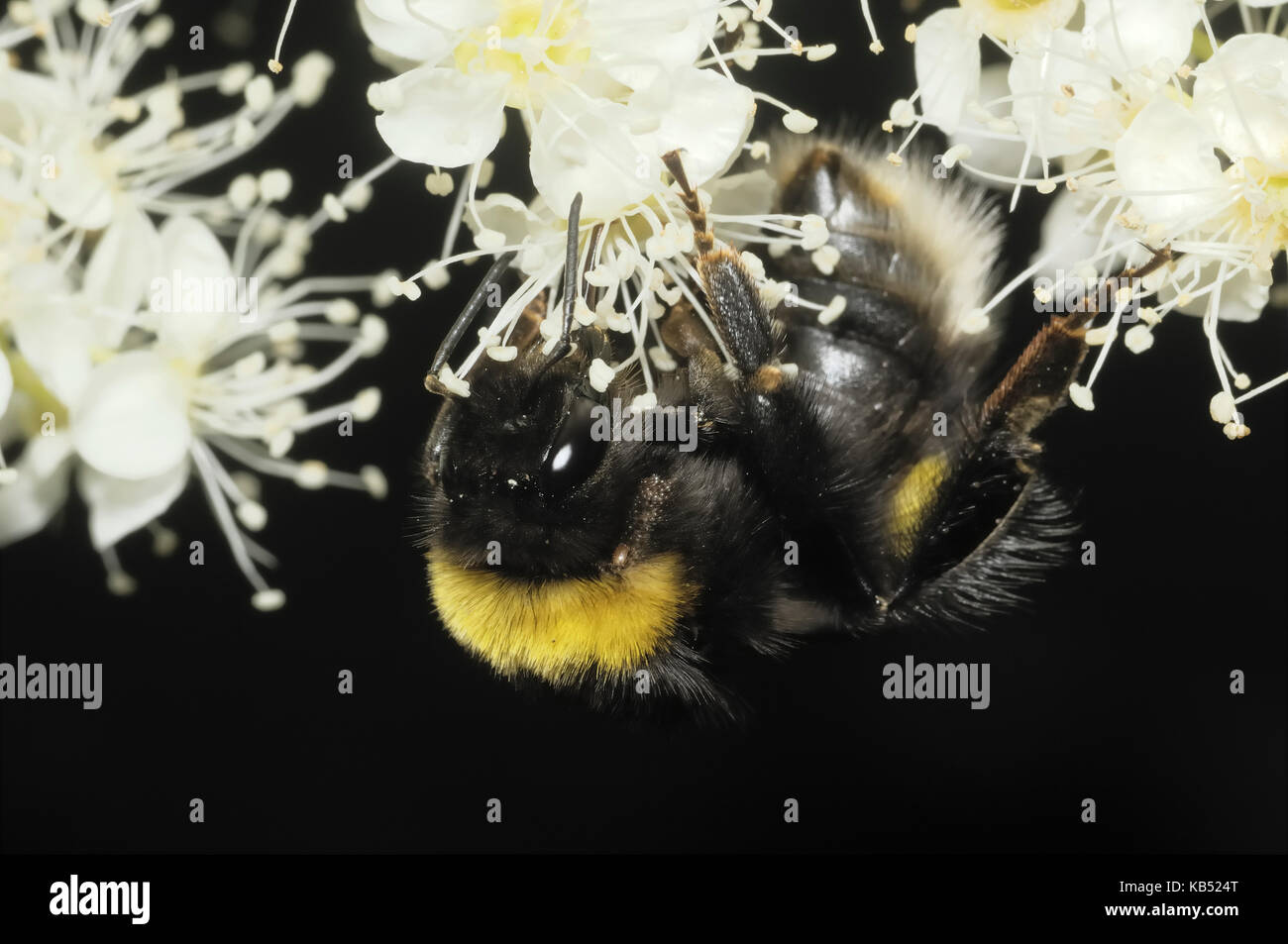 Buff-tailed Bumblebee (Bombus terrestris) worker on flower, Eesveen, The Netherlands Stock Photo