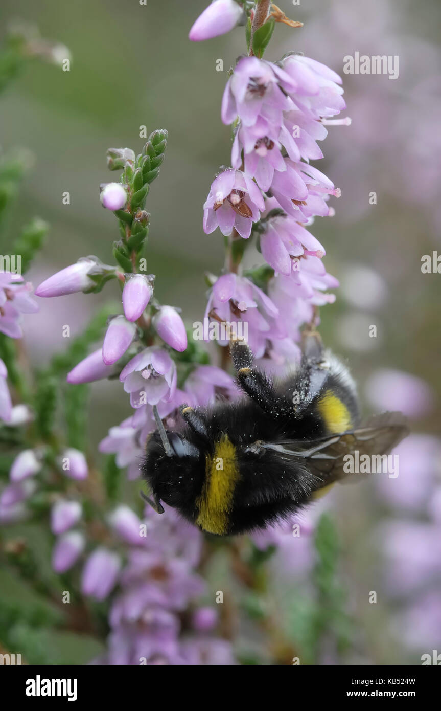 Buff-tailed Bumblebee (Bombus terrestris) worker foraging on heather, Eesveen, The Netherlands Stock Photo