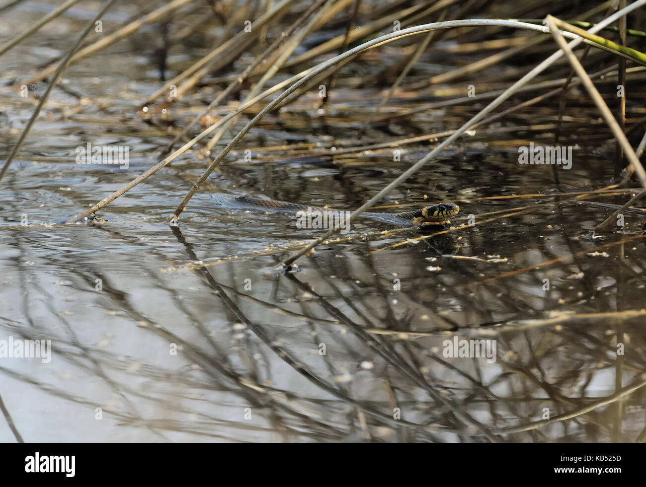 Grass Snake (Natrix natrix) swimming in pond, Eesveen, The Netherlands Stock Photo