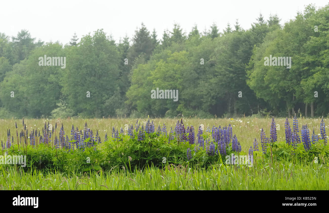 Narrow-leaved Blue Lupin (Lupinus angustifolius) at edge of field, Eesveen, The Netherlands Stock Photo
