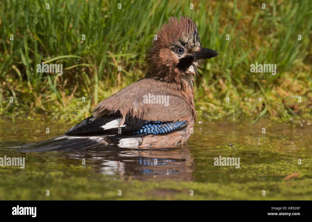 Eurasian Jay (Garrulus glandarius) bathing, Eesveen, The Netherlands Stock Photo