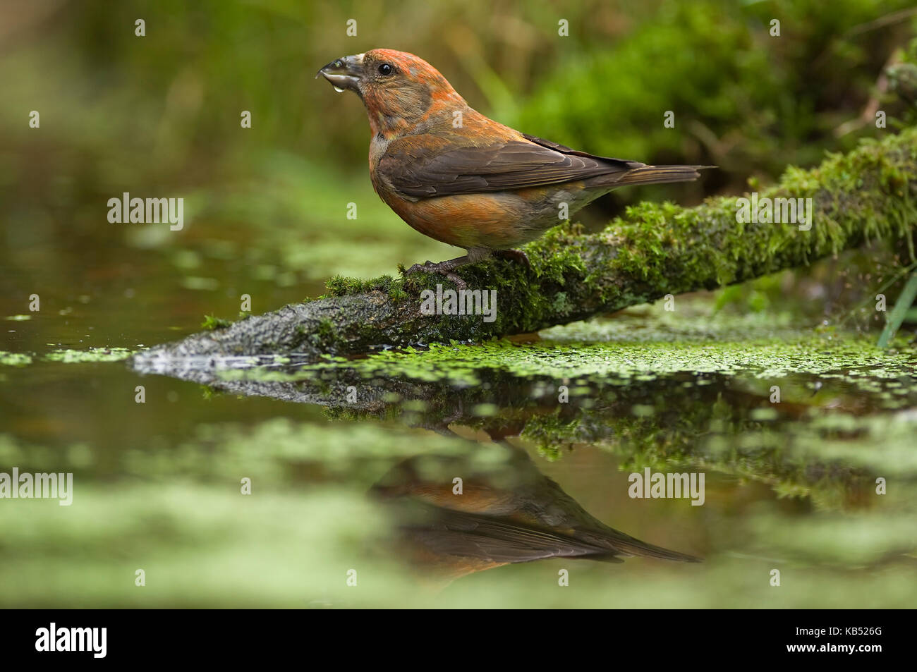 Red Crossbill (Loxia curvirostra) male at a pond to drink, Eesveen, The Netherlands Stock Photo