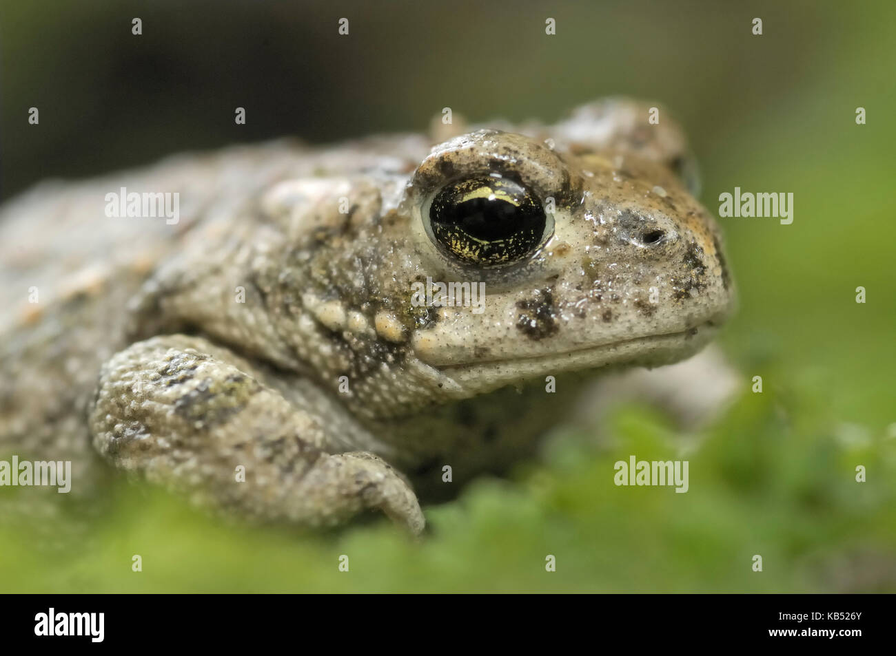 Natterjack Toad (Epidalea calamita) subadult, Noordwijkerhout, The Netherlands Stock Photo