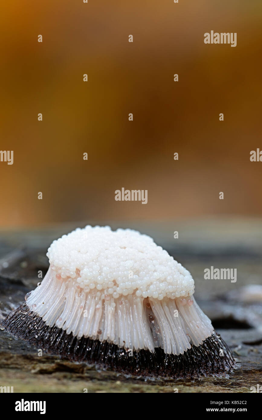 Pipe Cleaner Slime (Stemonitis axifera) on a branch, The Netherlands