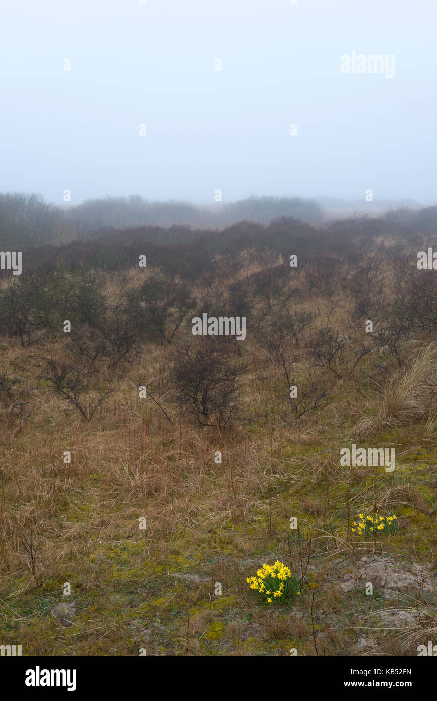 Daffodil (Narcissus) flowering in the dunes, The Netherlands, Friesland