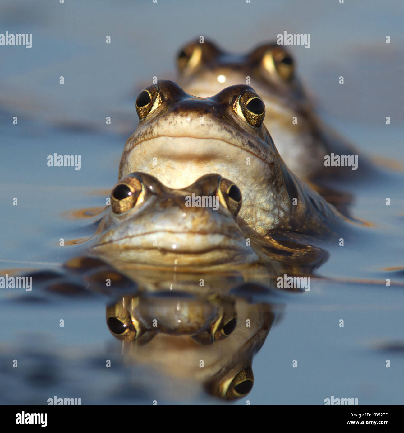 Three Moor frogs (Rana arvalis) in a row, the Netherlands, Overijssel, Vriezenveen, Engbertsdijksvenen Stock Photo