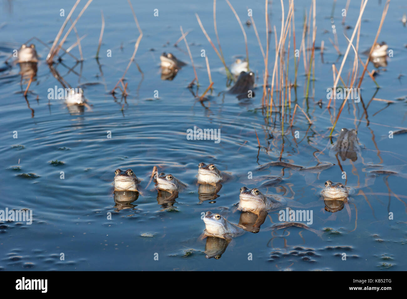 a lot of Moor frogs (Rana Arvalis) together, the Netherlands, Overijssel, Vriezenveen, Engbertsdijksvenen Stock Photo