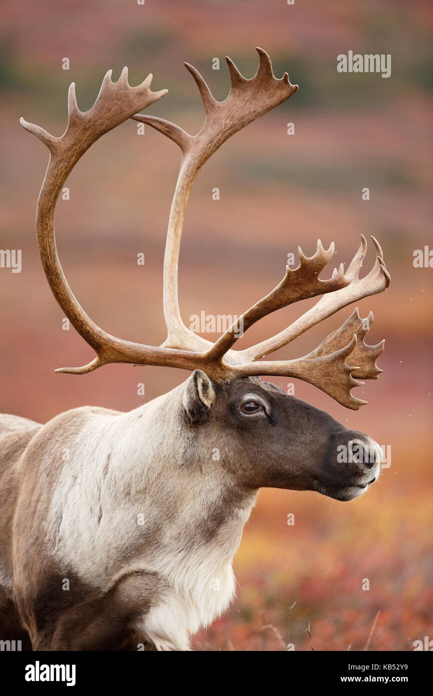 Caribou (Rangifer tarandus) bull portrait United States Alaska