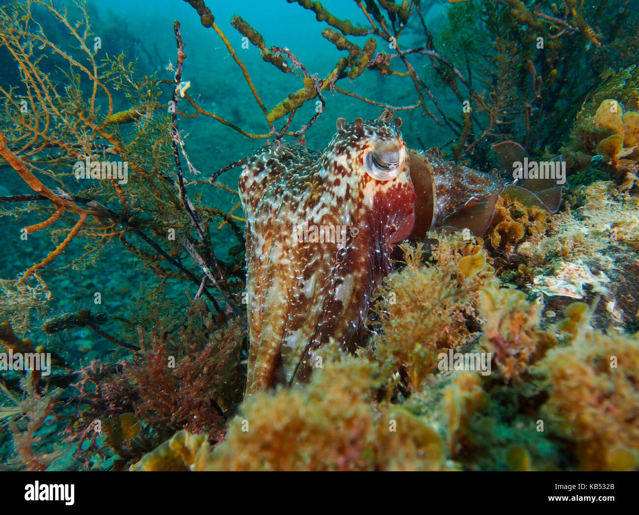 Australian cuttlefish (Sepia apama) hiding in the weed, Australia, South Australia, Yankalilla, Rapid Bay jetty Stock Photo