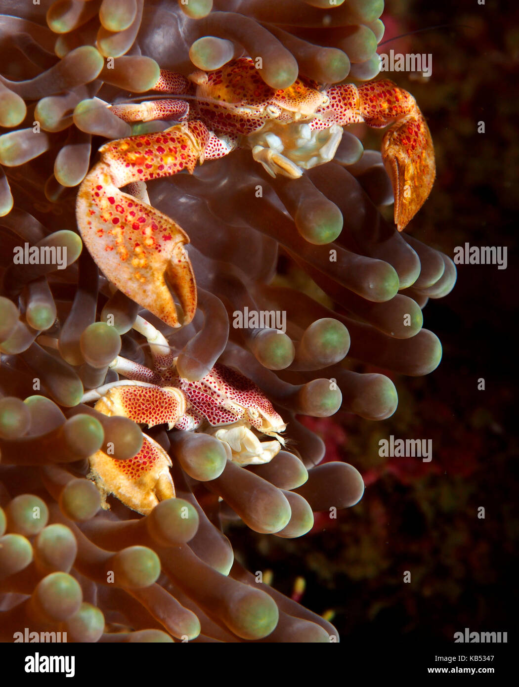 Two Spotted Porcelain Crab (Neopetrolisthes maculatus) above eachother in their hosting anemone, Philippines, Mindoro, Puerto Galera, Sabang beach Stock Photo