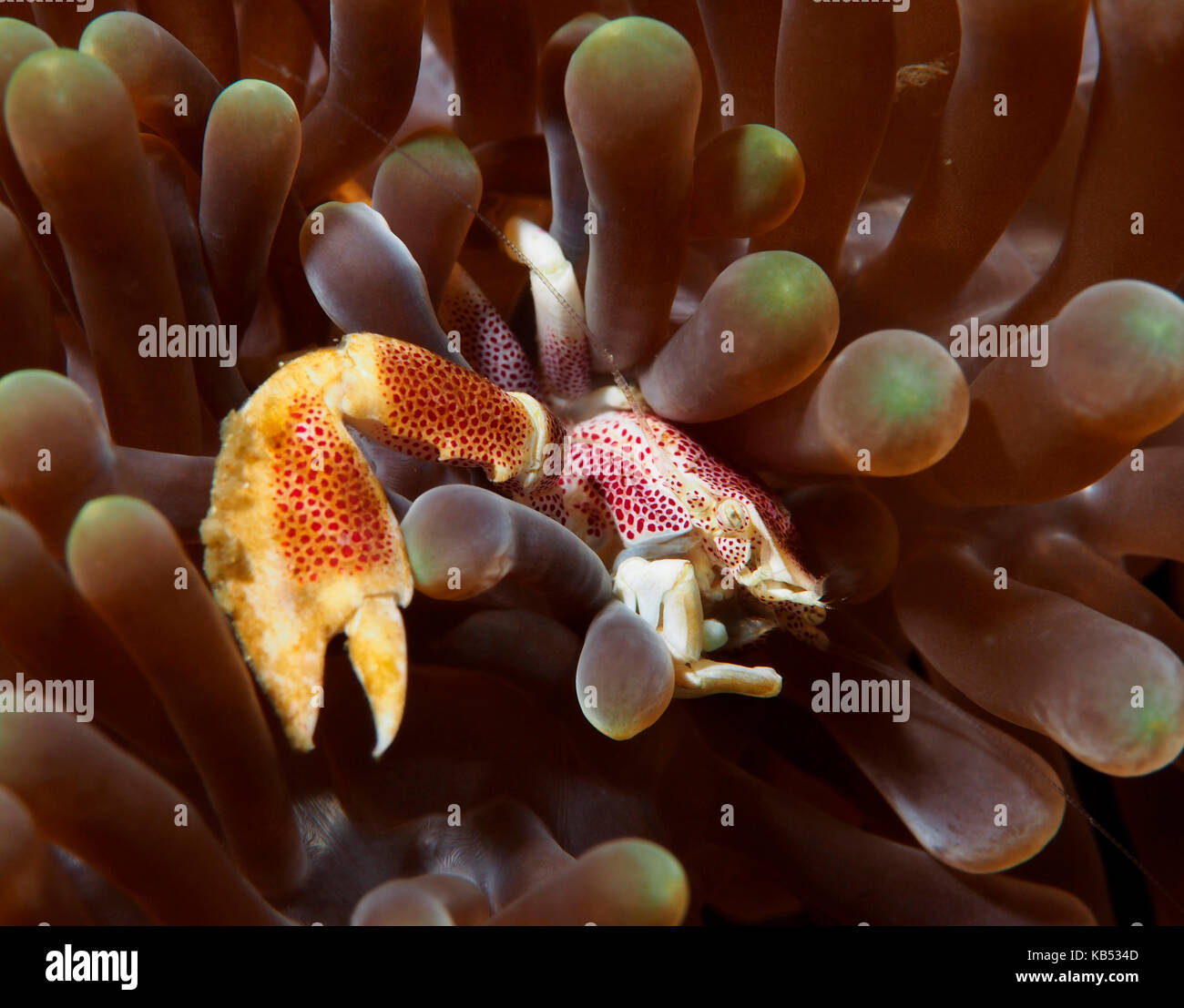 Spotted Porcelain Crab (Neopetrolisthes maculatus) hiding, Philippines, Mindoro, Puerto Galera, Sabang beach Stock Photo