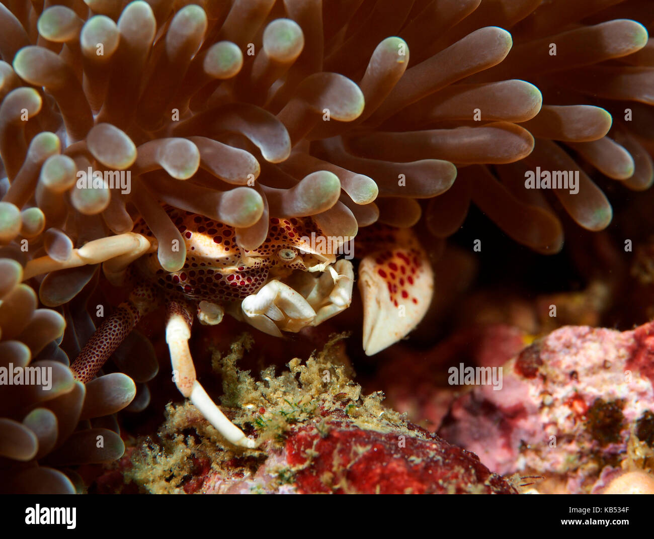 Spotted Porcelain Crab (Neopetrolisthes maculatus) hiding underneath his hosting anemone, Philippines, Mindoro, Puerto Galera, Sabang beach Stock Photo