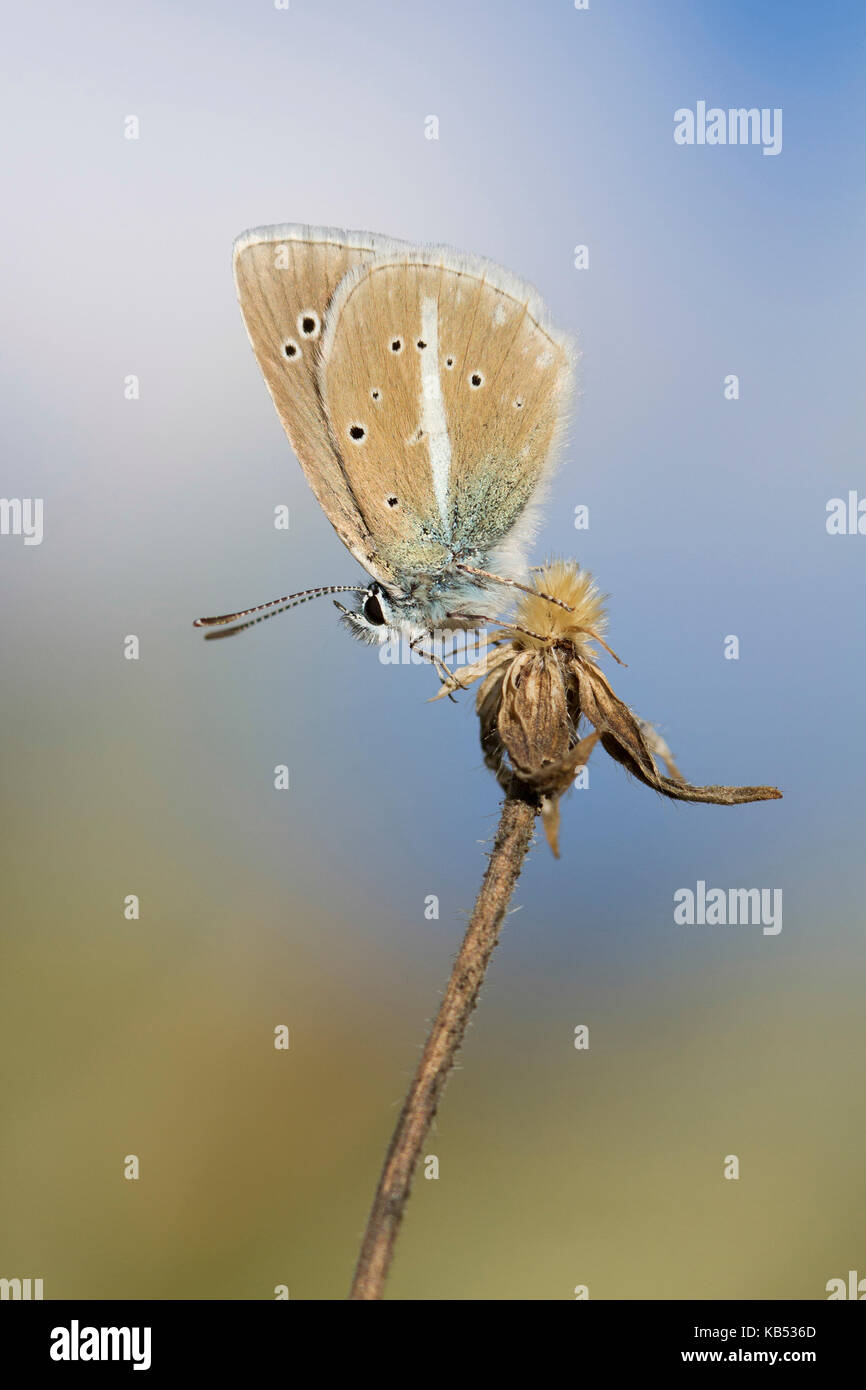 Damon Insect Insect italy hi-res stock photography and images - Alamy