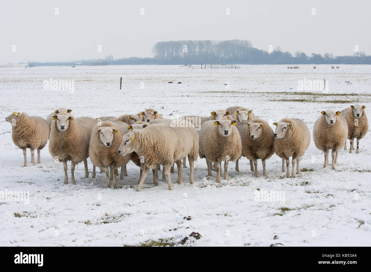 Texel sheep (Ovis aries) herd standing in the snow, The Netherlands, Gelderland, polder Arkemheen Stock Photo
