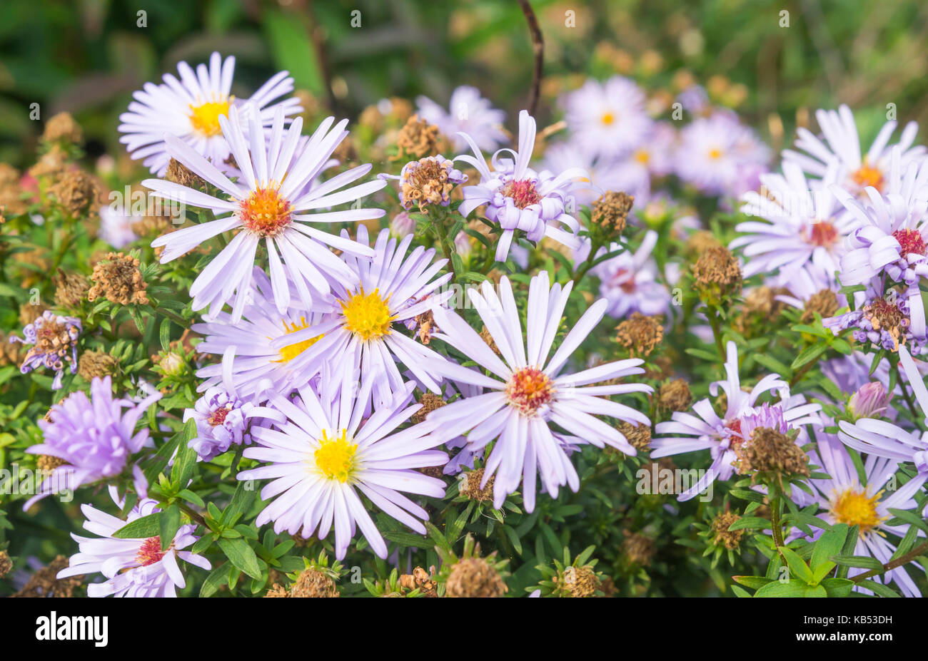 Lilac Aster flowers in Autumn bloom in West Sussex, England, UK. Closeup. Stock Photo