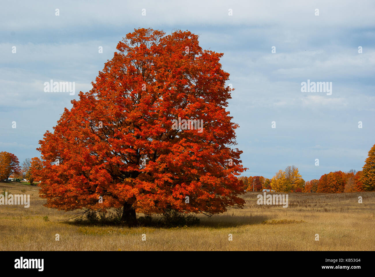 Sugar Maple (Acer saccharum) in fall colors, United States Stock Photo