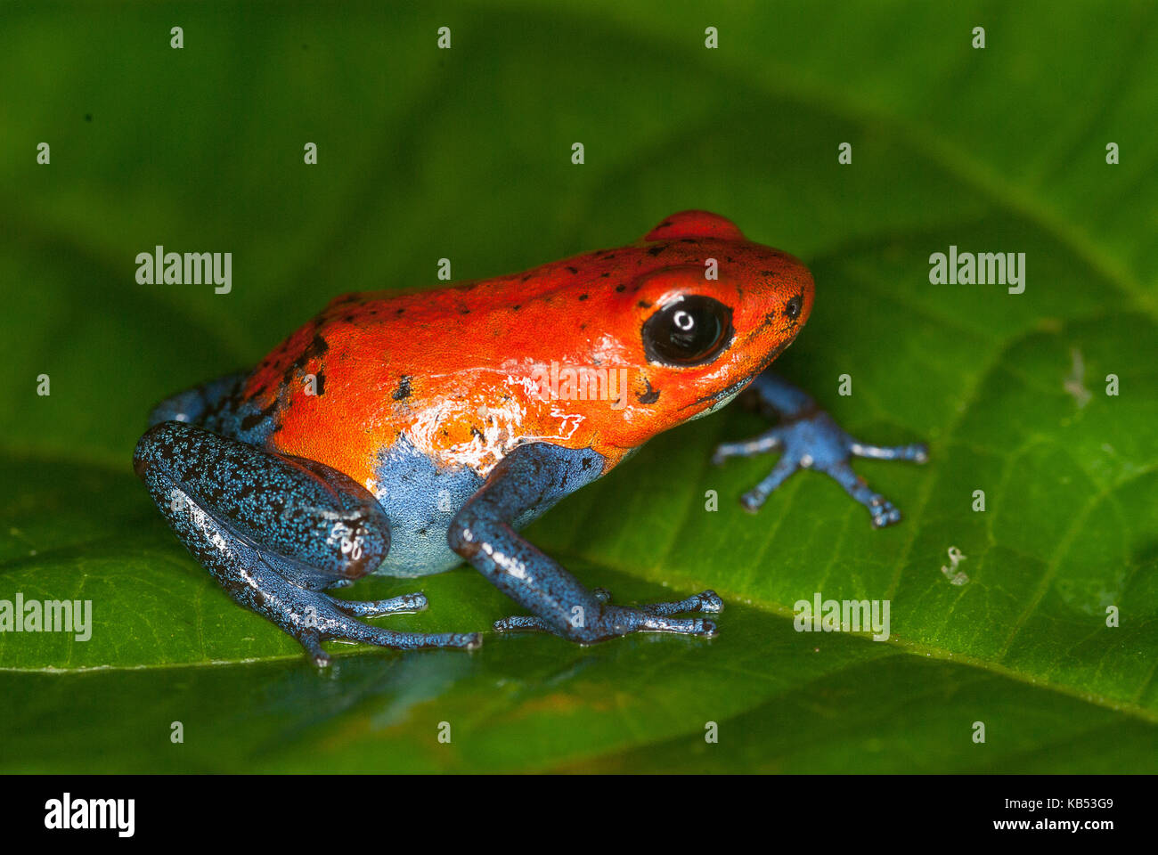 Kahka Creek morph Strawberry Poison Frog (Oophaga pumilio) resting on a leaf, Nicaragua Stock Photo