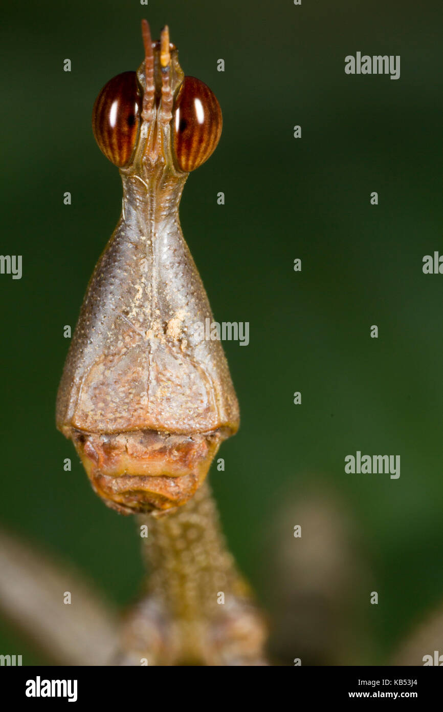 Stick Grasshopper (Proscopia sp) waiting on a leaf, Ecuador, Napo, San Jose de Payamino Stock Photo