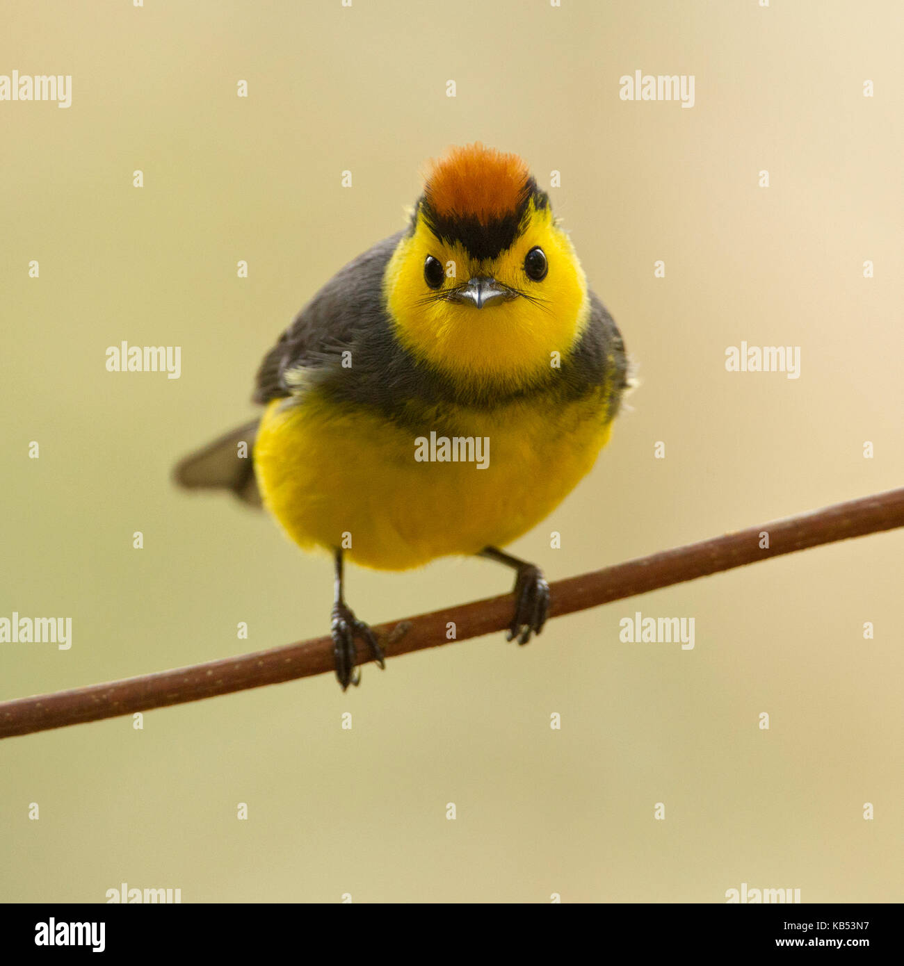 Collared Redstart (Myioborus torquatus) perched on a branch, looking at ...