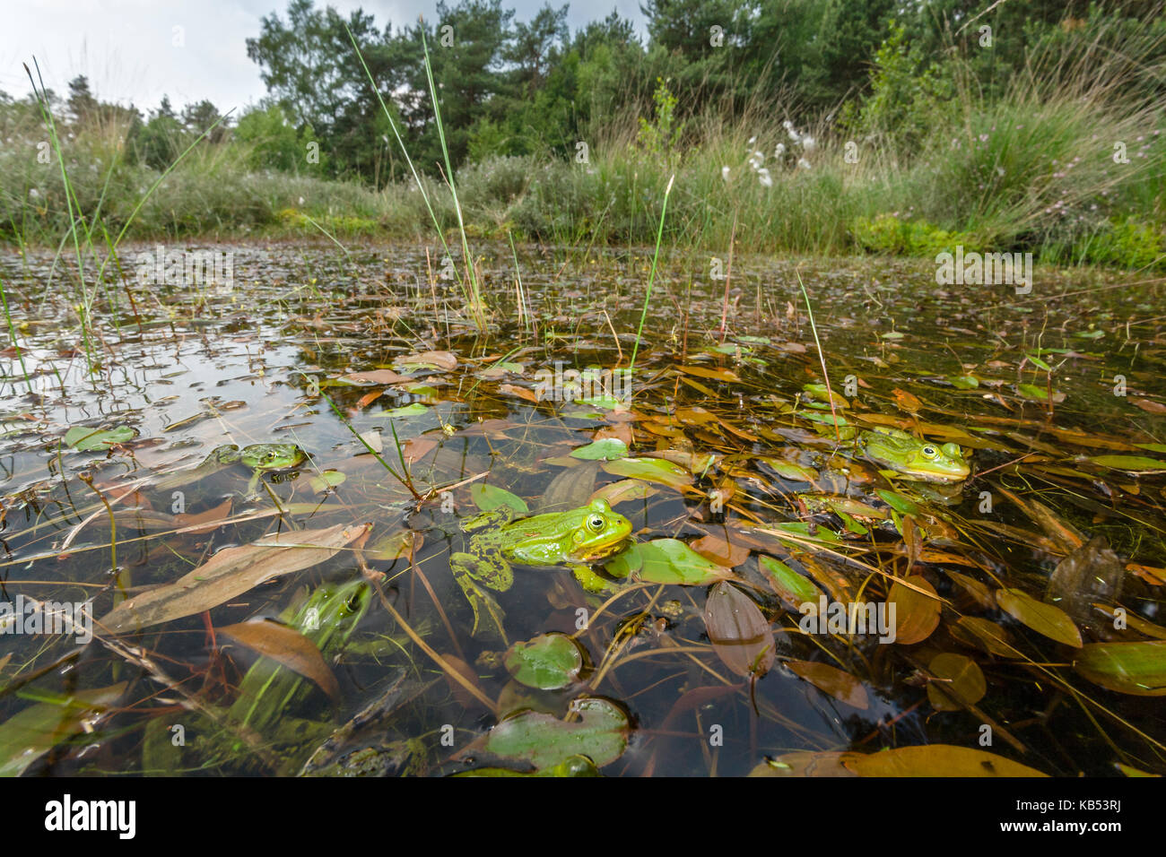 Group of Pool Frogs (Rana lessonae) in pond with Floating Pondweed (Potamogeton natans), The Netherlands, Overijssel, Beerzerveld Stock Photo