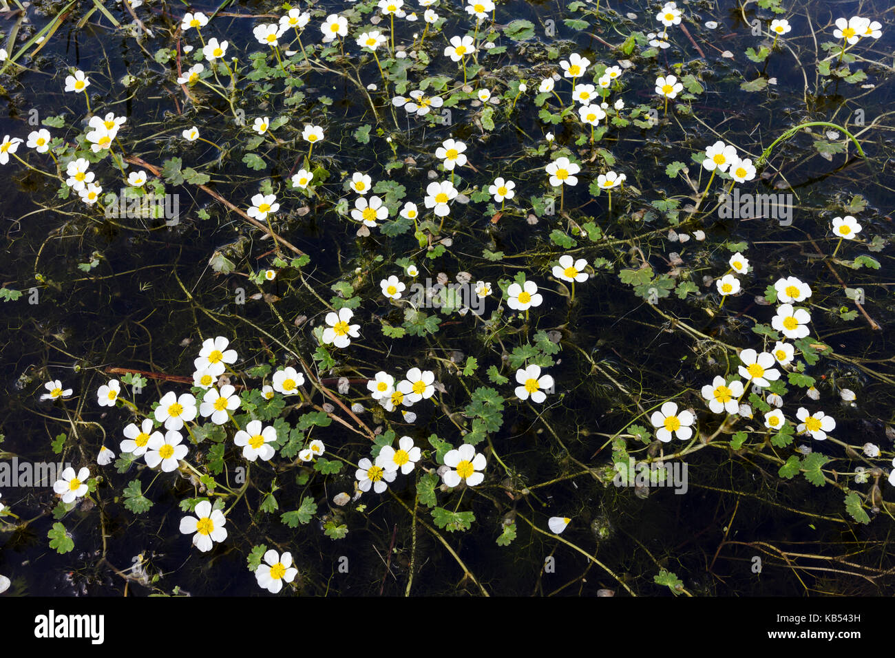 Flowers of Pond Water Crowfoot (Ranunculus peltatus), The Netherlands, Overijssel, Voltherbroek Stock Photo