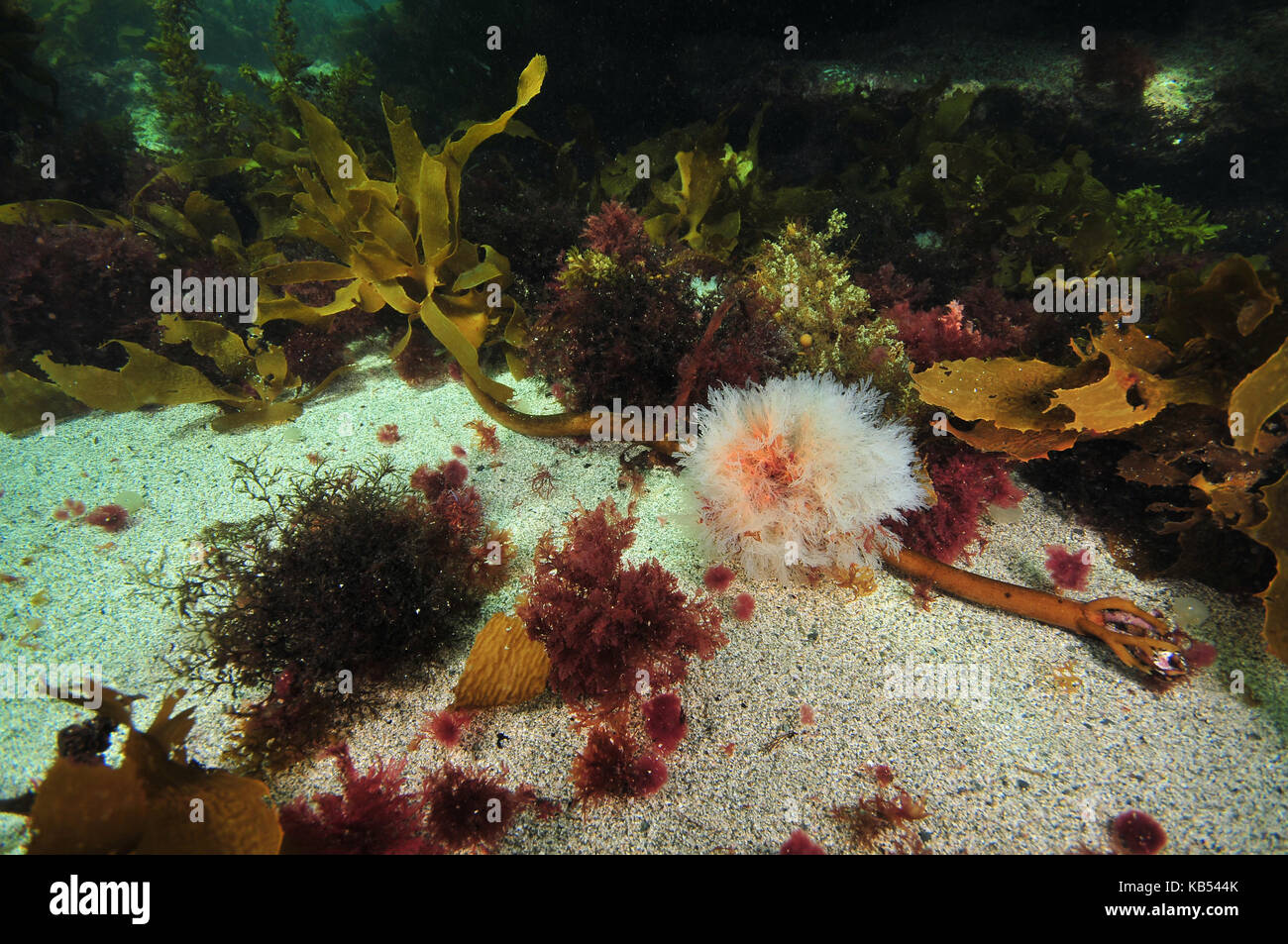 Bits of spring algae of various colours on flat coarse sandy bottom. Stock Photo