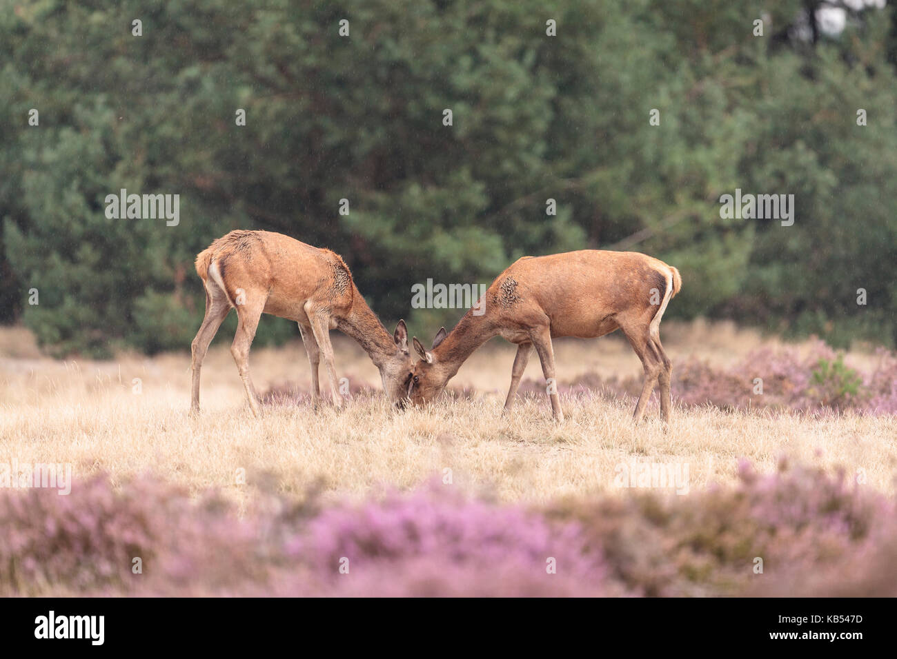 Two female Red Deer (Cervus elaphus) eating, standing opposite to each other with their heads touched, the Netherlands, gelderland, NP Hoge Veluwe Stock Photo