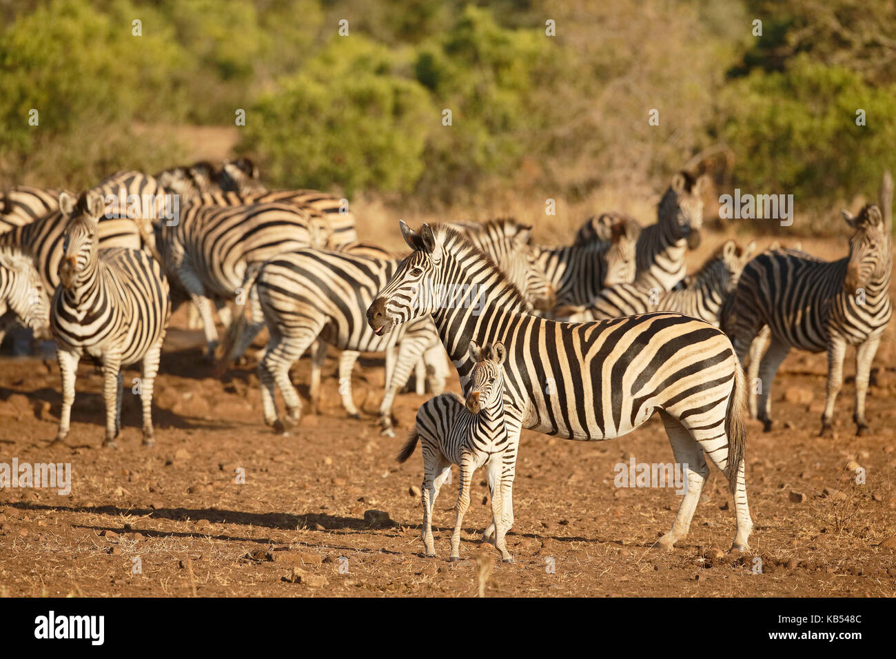 Common Zebra (Equus quagga), mare and foal standing in front of a herd, South Africa, Mpumalanga, Kruger National Park Stock Photo