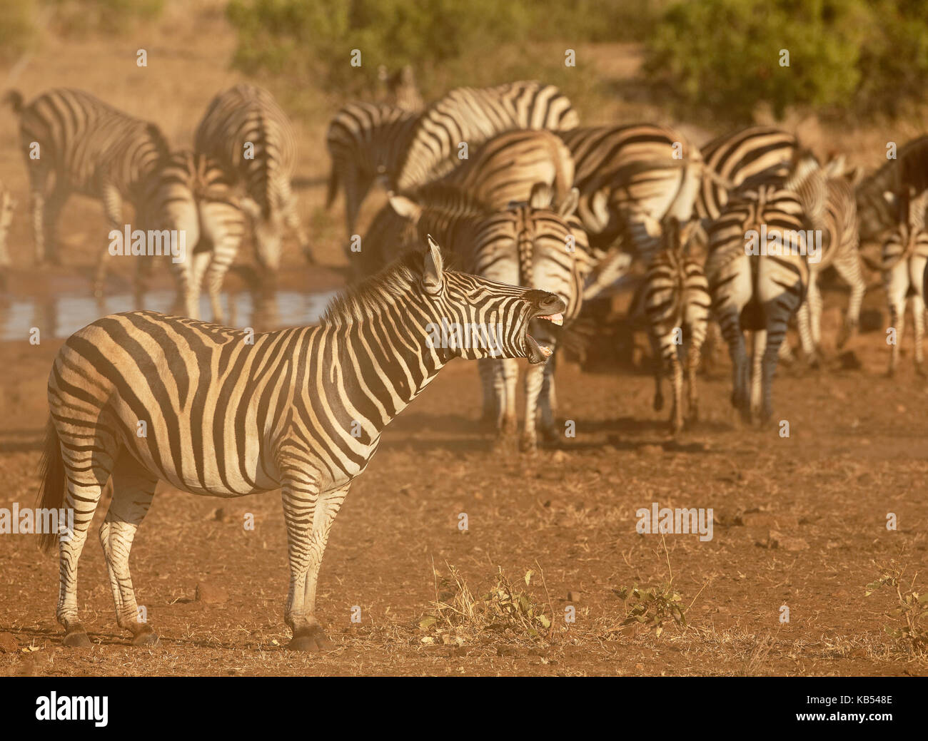 Common Zebra (Equus quagga), adult at a waterhole and yawning, South Africa, Mpumalanga, Kruger National Park Stock Photo