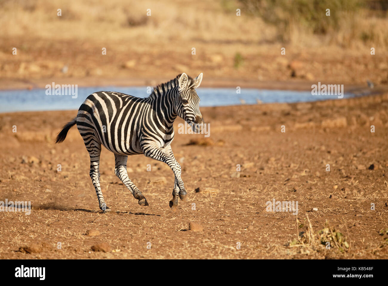 Common Zebra (Equus quagga) running away from a waterhole, South Africa, Mpumalanga, Kruger National Park Stock Photo