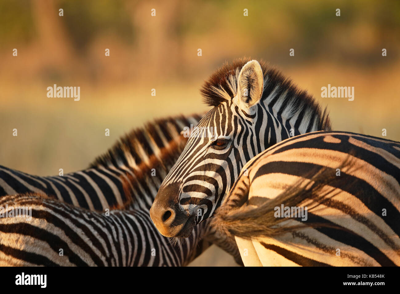 Common Zebra (Equus quagga), South Africa, Mpumalanga, Kruger National Park Stock Photo