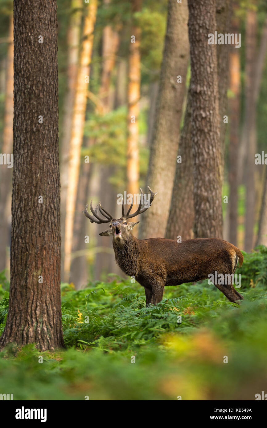 Red Deer (Cervus elaphus) adult stag bellowing in forrest, Germany, Nordrhein Westfalen Stock Photo