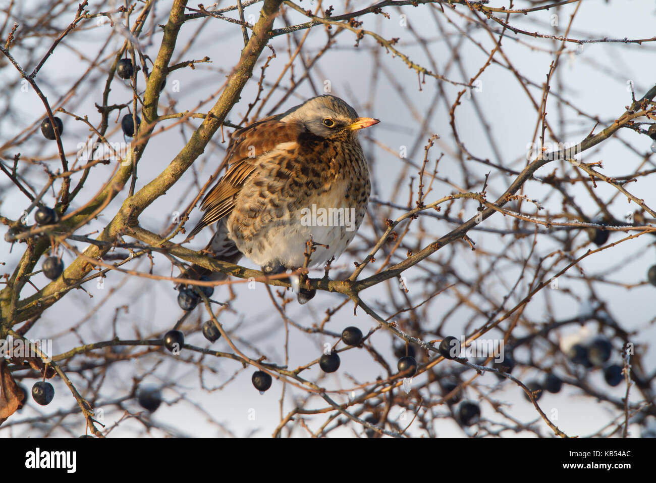 Fieldfare (Turdus pilaris) perched on a Blackthorn, The Netherlands, Flevoland, Horsterwold Stock Photo