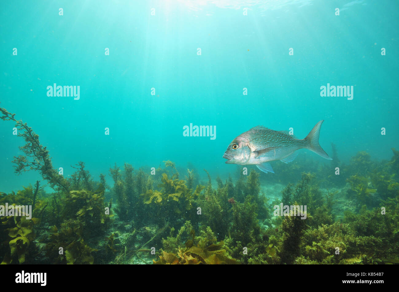Australasian snapper Pagrus auratus swimming with mouth open above flat bottom covered with brown sea weeds. Stock Photo