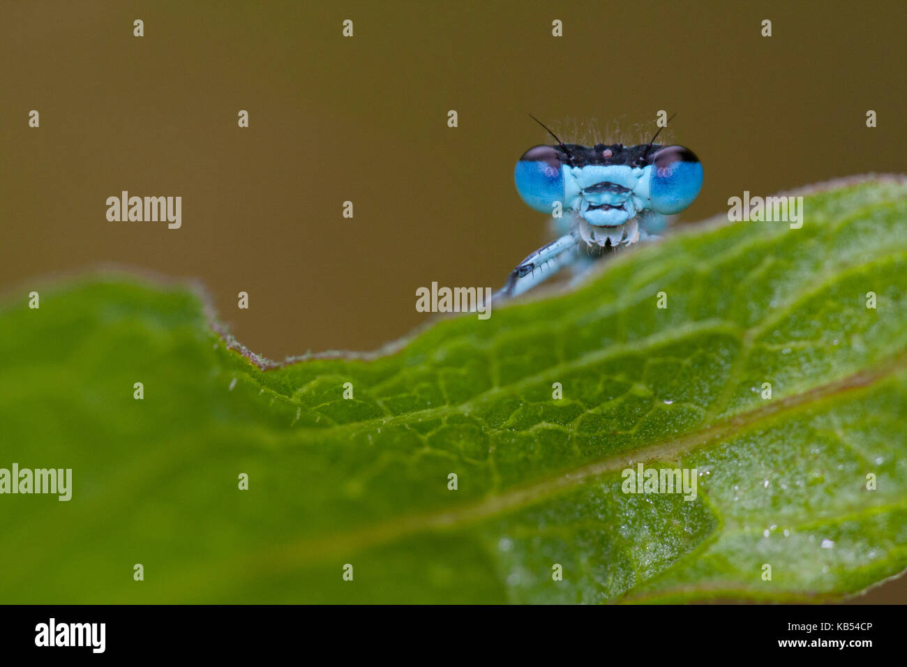 Azure Bluet (Coenagrion puella) peeking over the edge of a leaf, The Netherlands Stock Photo