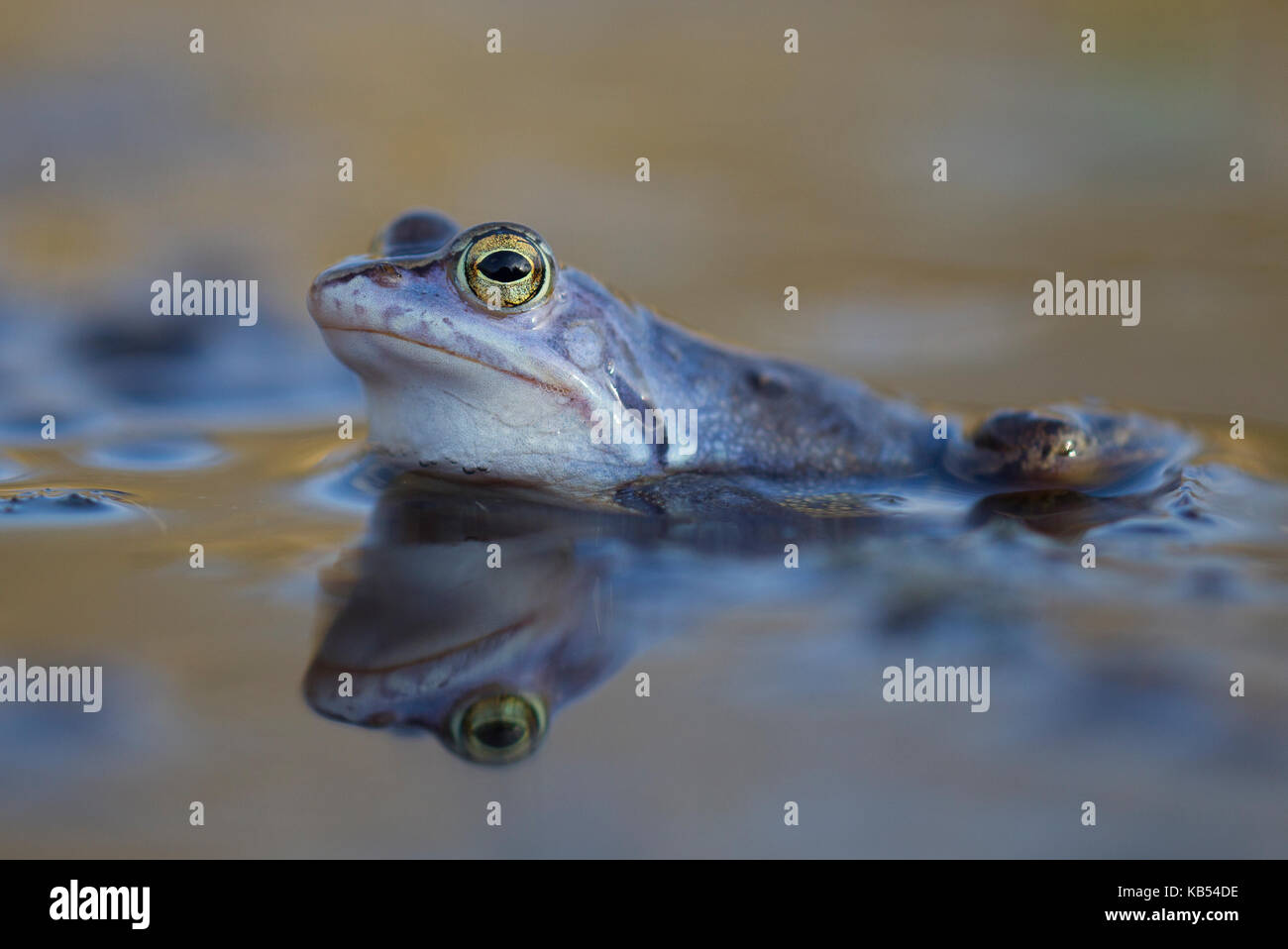 Moor Frog (Rana arvalis) sitting in the water, The Netherlands Stock Photo