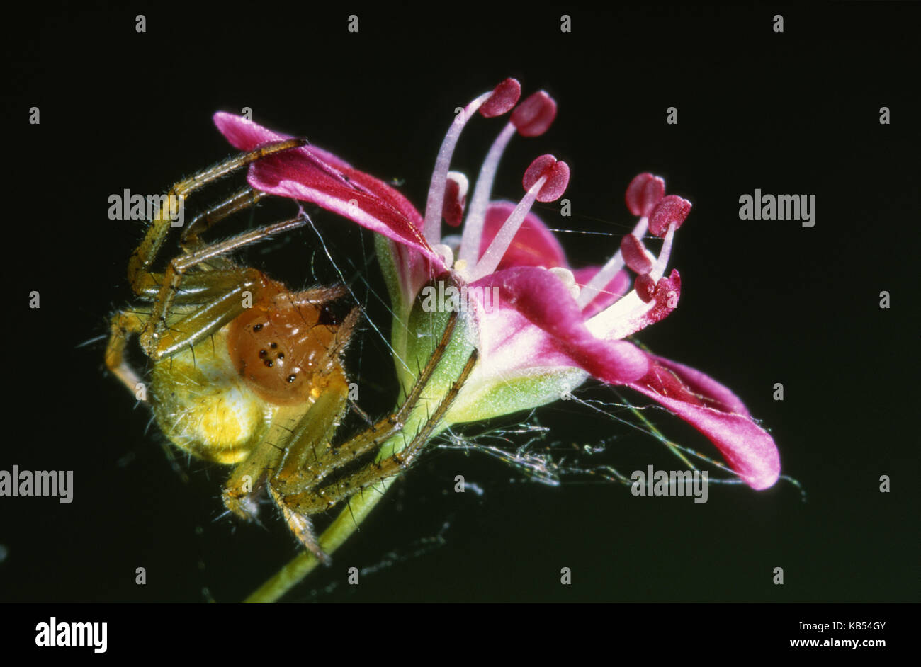 Cucumber Spider (Araniella cucurbitina) on flower, waiting patiently for prey, Belgium Stock Photo