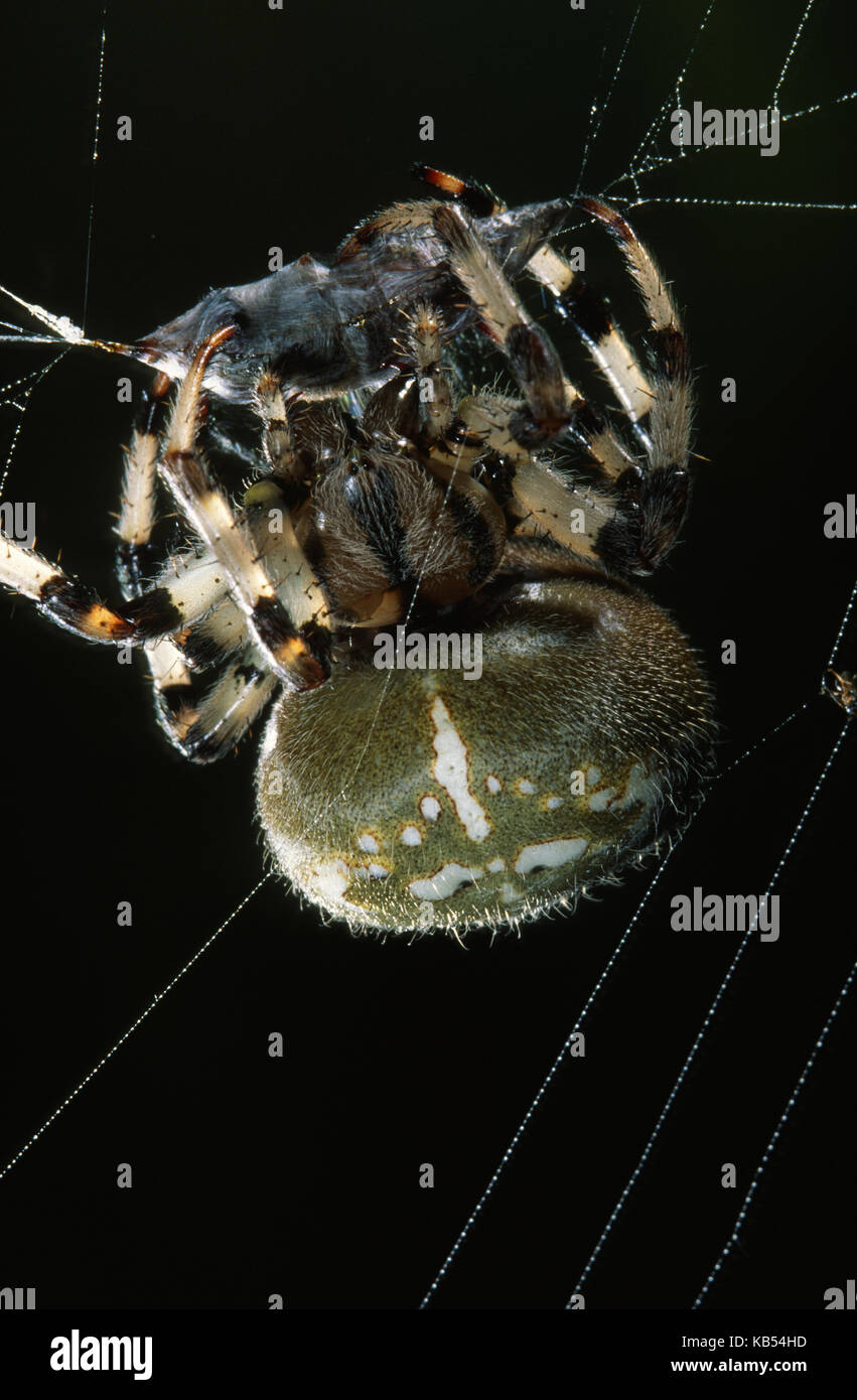 European Garden Spider (Araneus diadematus) busy encapsulating prey in its web, Belgium Stock Photo