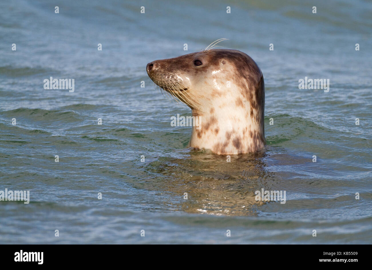 Common Seal (Phoca vitulina) resting in the water, The Netherlands, Zeeland, Brouwersdam Stock Photo