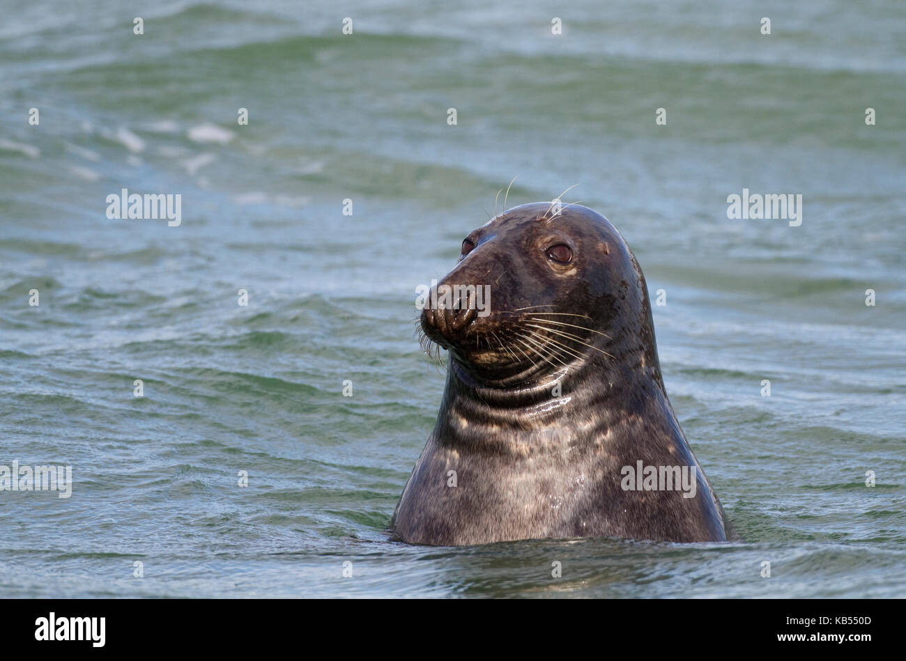 Grey Seal (Halichoerus grypus) resting in the water, The Netherlands, Zeeland, Brouwersdam Stock Photo