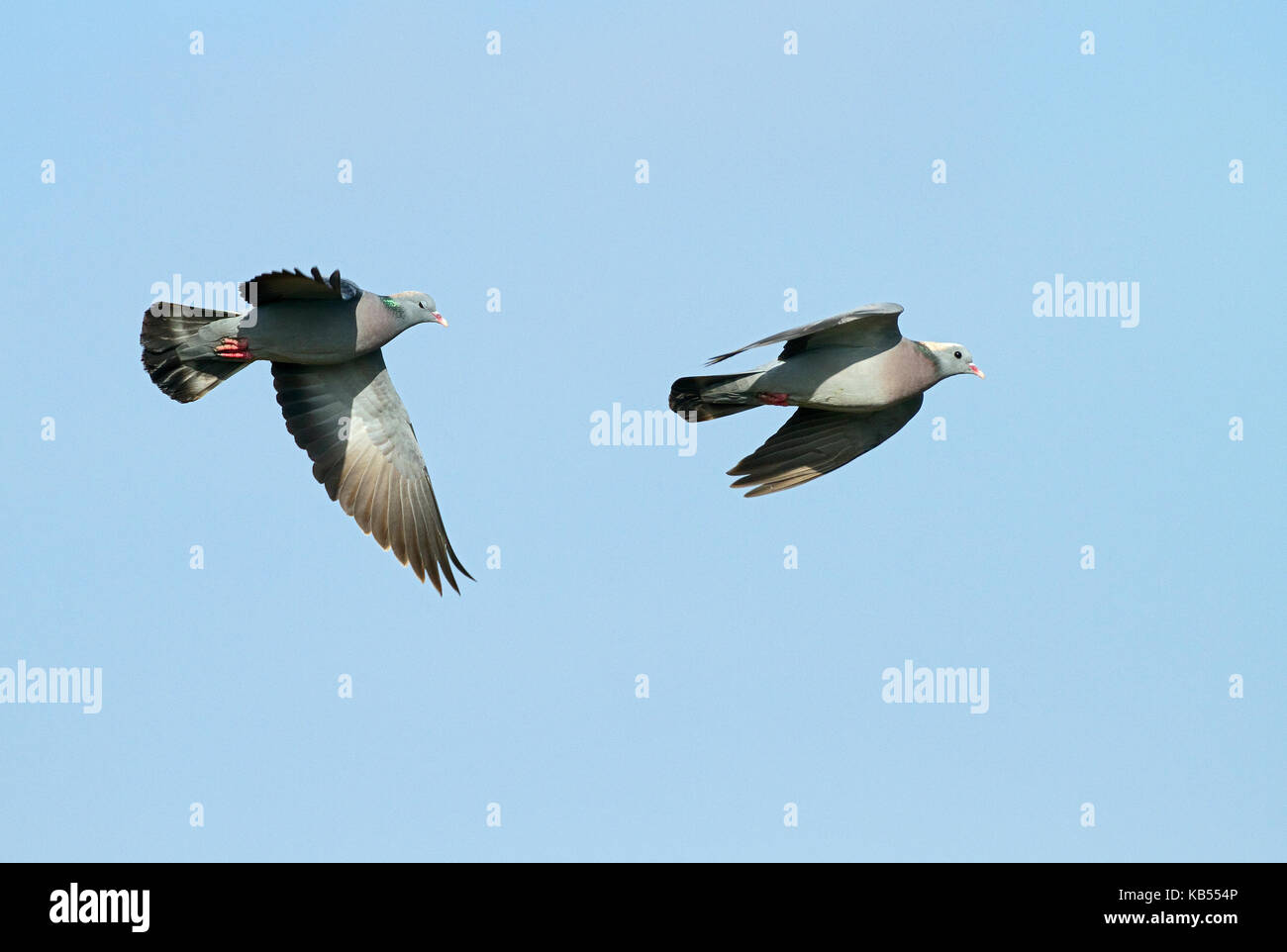 Stock Dove (Columba oenas) couple in flight against a blue sky, The Netherlands, Flevoland, Dodaarsweg Stock Photo