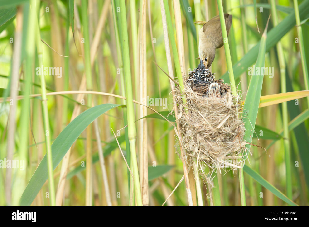 Common Cuckoo (Cuculus canorus) chick, fed by Eurasian Reed-warbler ...