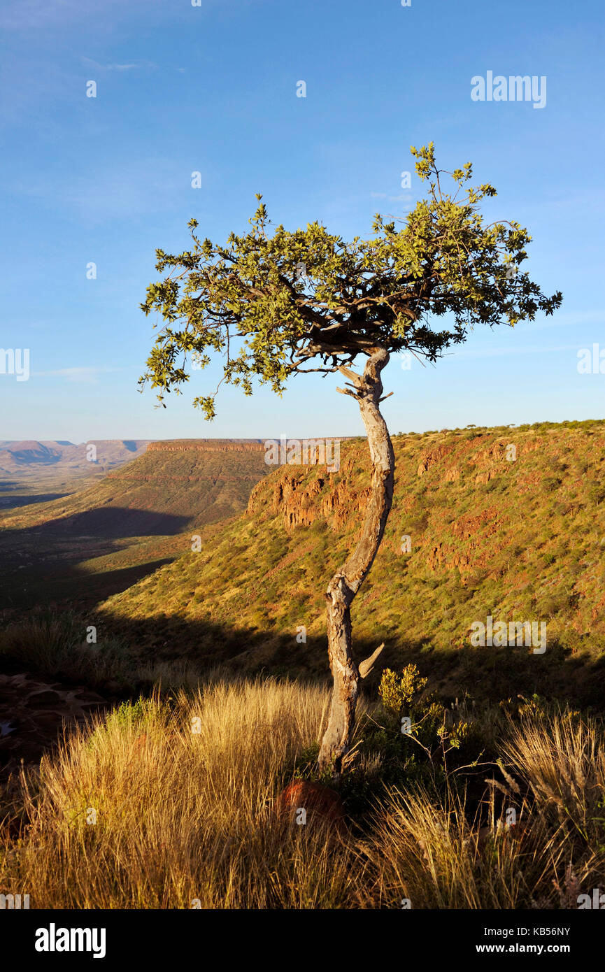 Namibia, Damaraland, Grootberg,landscape, single tree Stock Photo