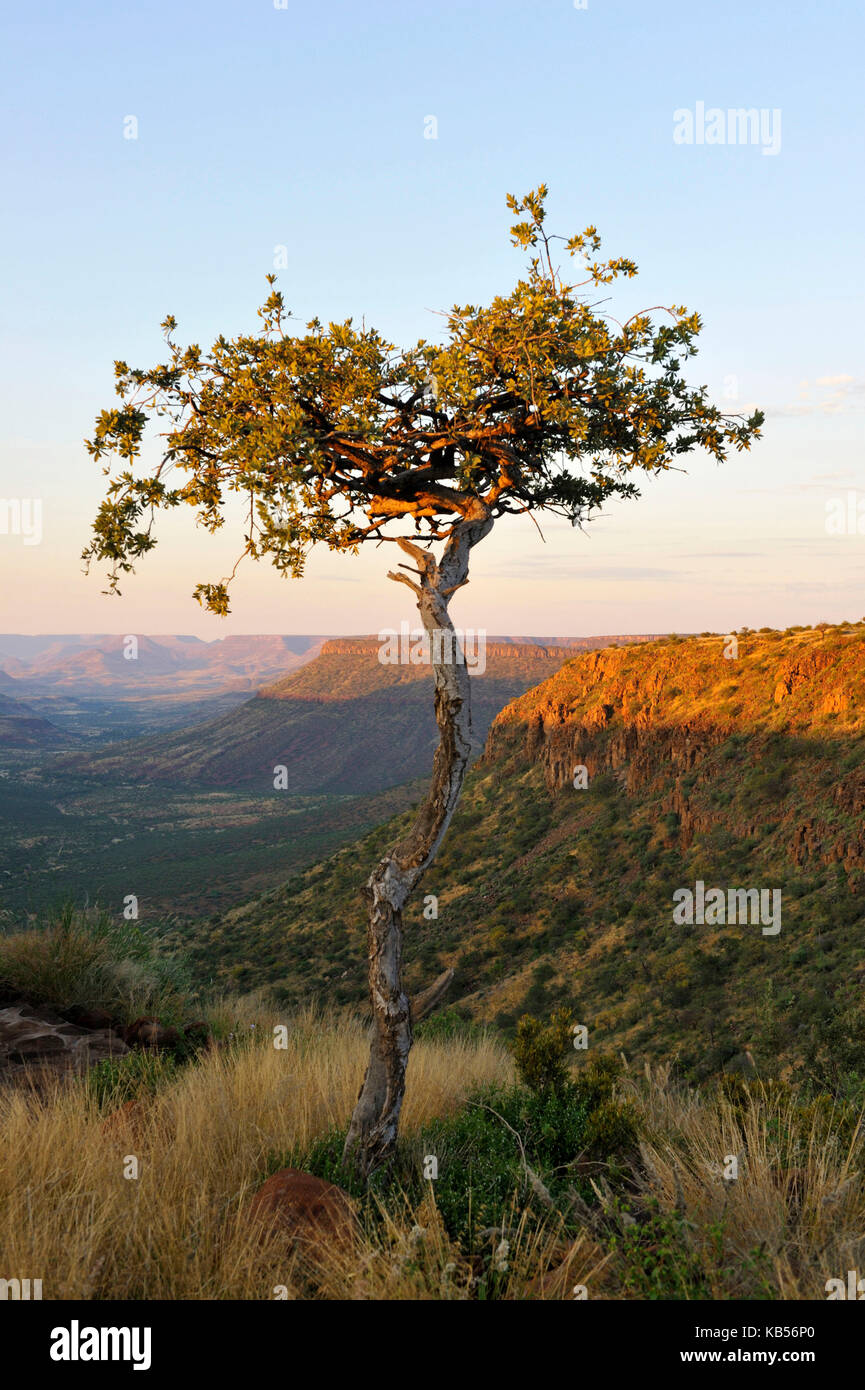 Namibia, Damaraland, Grootberg,landscape, single tree Stock Photo