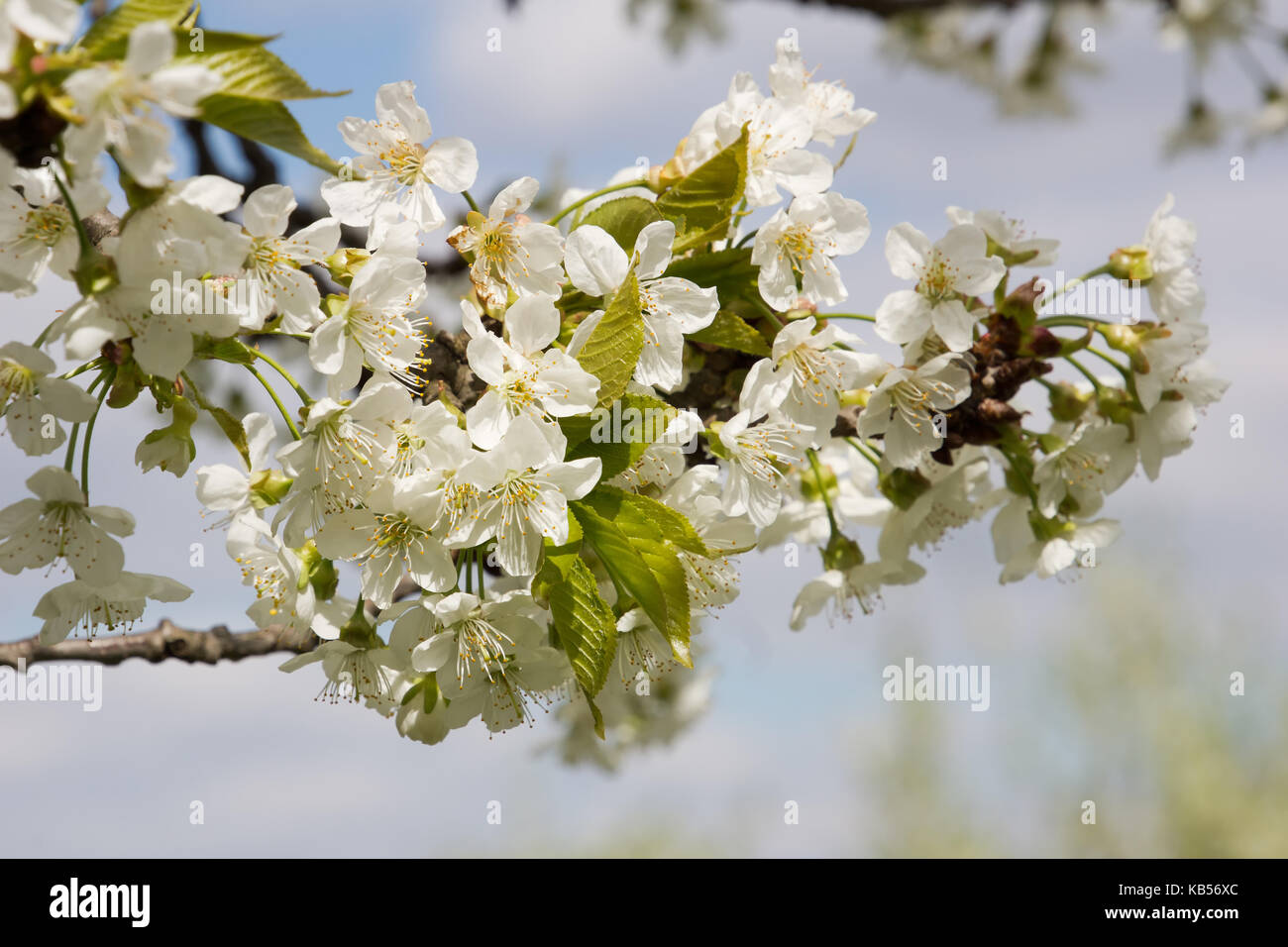 Close up of cherry blossom Stock Photo