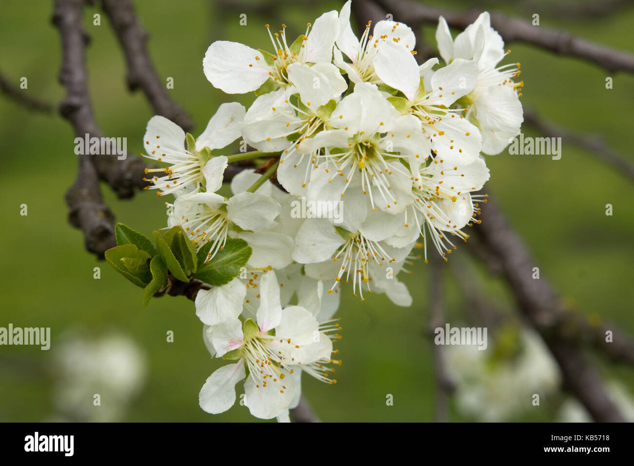 Close up of cherry blossom Stock Photo