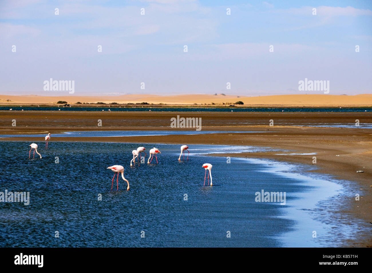 Namibia, Erongo, Walvis Bay, Greater Flamingoes Stock Photo
